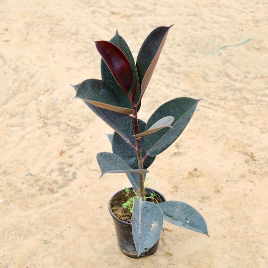 Rubber Plant In 6 inch Nursery Pot