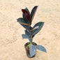 Rubber Plant In 6 inch Nursery Pot
