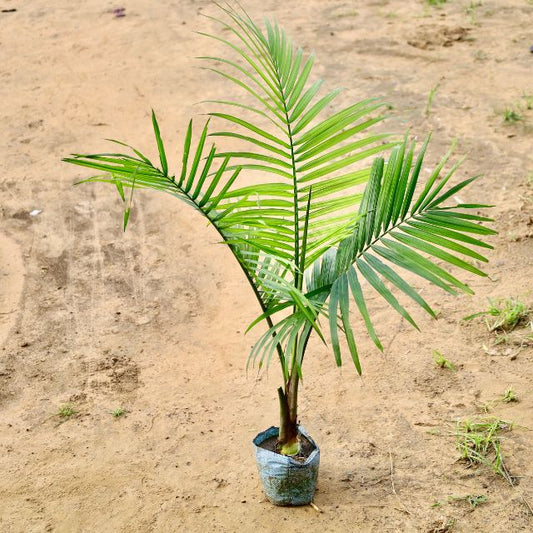 Rubina palm plant on a sandy ground Buy Indoor Plants in Gurgaon haryali: Free Next-Day Delivery