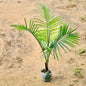 Rubina palm plant on a sandy ground Buy Indoor Plants in Gurgaon haryali: Free Next-Day Delivery