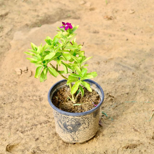 Sadabahar plant with green leaves and a purple flower on a sandy background online plants in gurugram