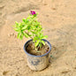 Sadabahar plant with green leaves and a purple flower on a sandy background online plants in gurugram