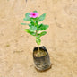 Sadabahar / Vinca / PeriwinkleIn Pink 4 Inch Nursery Bag