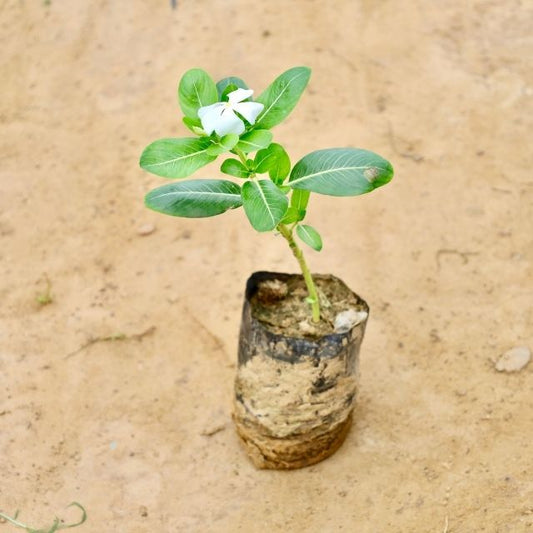 sadabhar plant in a pot on a sandy background