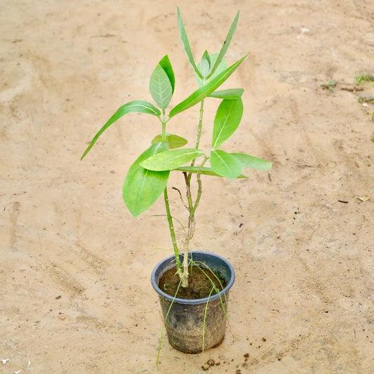 Safed Aak plant on a sandy background: Buy Indoor Plants in Gurgaon haryali: Free Next-Day Delivery