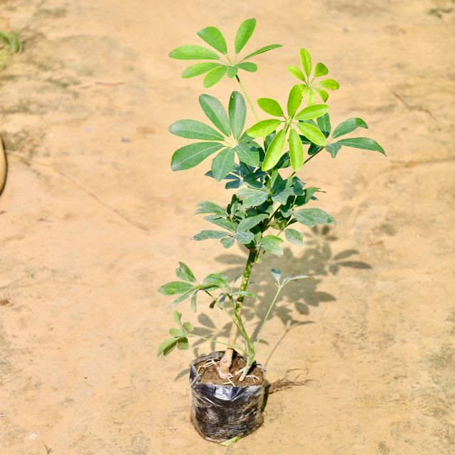 Schefflera Green plant on a sandy surface Buy Online Plants in Gurgaon: Free Next-Day Delivery