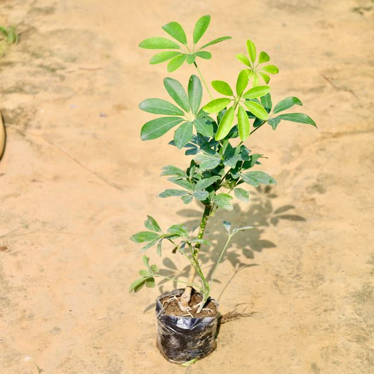 Schefflera Green plant on a sandy surface Buy Online Plants in Gurgaon: Free Next-Day Delivery