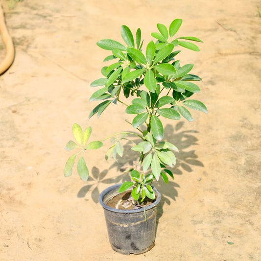Schefflera Green plant on a sandy surface