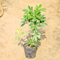 Schefflera Green plant on a sandy surface