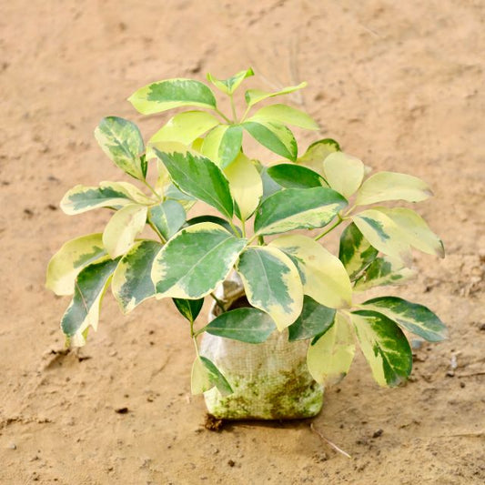 Schefflera Variegated plant with green and yellow leaves on a sandy background Buy Indoor Plants in Gurgaon haryali: Free Next-Day Delivery