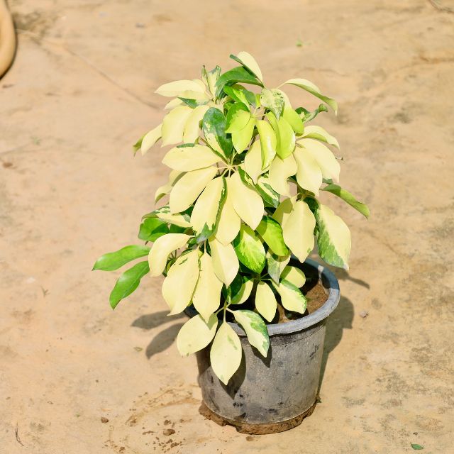 Schefflera variegated plant with variegated leaves on a sandy background. Buy Online Plants in Gurgaon: Free Next-Day Delivery