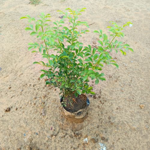 Sent Murraya plant 6 Inch Nursery Bag