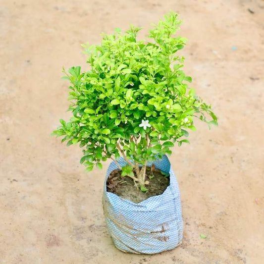 Sent Murraya plant in a blue fabric pot on a beige background. Buy Indoor Plants in Gurgaon haryali: Free Next-Day Delivery
