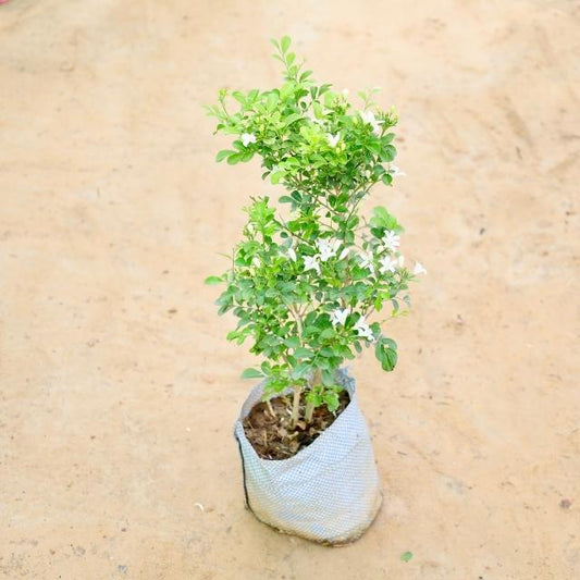 Sent Murraya plant in a woven pot on a beige background. Buy Indoor Plants in Gurgaon haryali: Free Next-Day Delivery