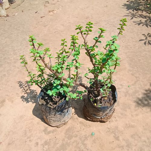 Set Of 2 Luck Jade In 4 Inch Nursery Bag