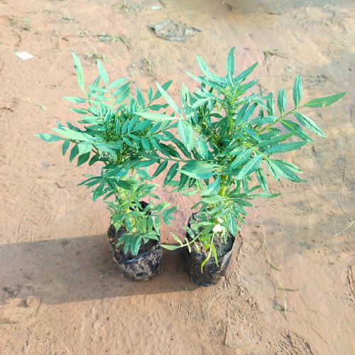 Set Of 2 Marigold | Genda Any Color In 4 Inch Bag