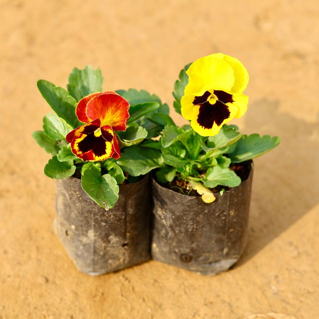 Set Of 2 Pansy Any Colour In 4 Inch Nursery Bag