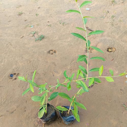 Set Of 2 Parda Bel Plant in 4 Inch Nursery Bag