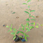 Set Of 2 Parda Bel Plant in 4 Inch Nursery Bag