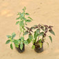 Set Of 2 Polka Dot Plant Hypostasis Any Color In 4 Inch Nursery bag