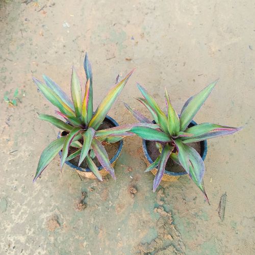 Set Of 2 Rhoeo Green Plant in 4 inch Nursery Pot