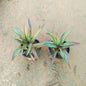 Set Of 2 Rhoeo Green Plant in 4 inch Nursery Pot