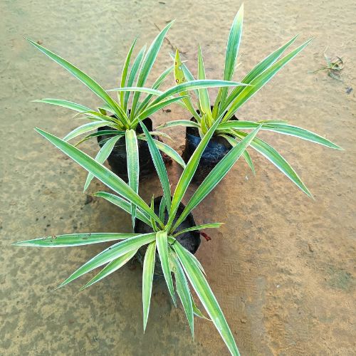 Set Of 3 Spider in 4 Inch Nursery Bag