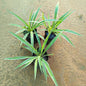 Set Of 3 Spider in 4 Inch Nursery Bag