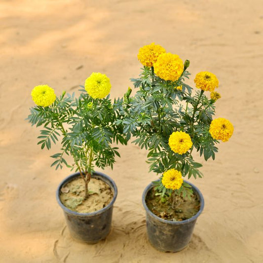 Set Of 2 Marigold | Genda Any Color In 6 Inch Pot