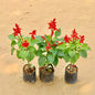 Set of 3 Salvia Flower Plant In 4 Inch Nursery Bag