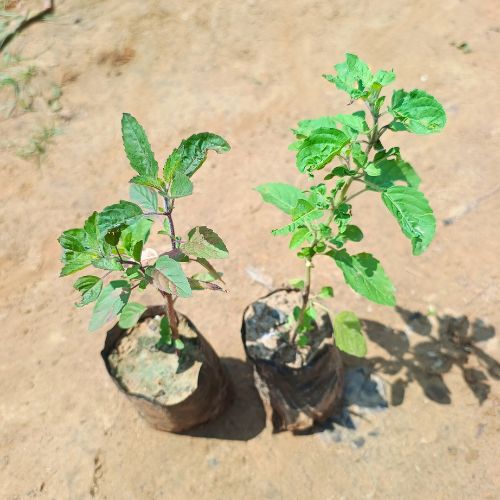 Set Of 2 Tulsi In 4 Inch Nursery Bag