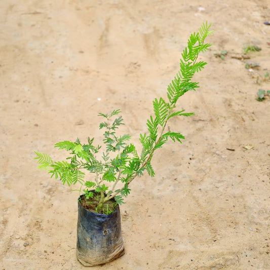 Shami plant on a sandy background Buy Indoor Plants in Gurgaon haryali: Free Next-Day Delivery