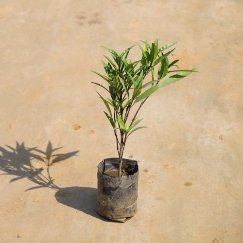 Sukh Shanti Plant In 4 Inch Nursery Bag
