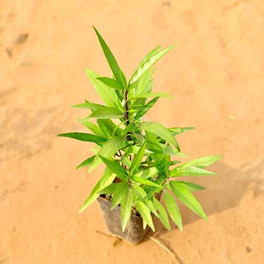 Shkh Shanti Plant In 6 Inch Nursery Pot
