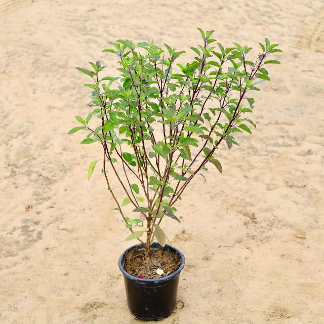 Shyama Tulsi Plant In 6 inch Nursery Pot