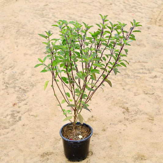 Shyama Tulsi Plant In 6 inch Nursery Pot