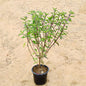 Shyama Tulsi Plant In 6 inch Nursery Pot