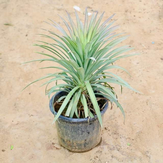 Silver Yucca plant on a beige background Buy Indoor Plants in Gurgaon haryali: Free Next-Day Delivery