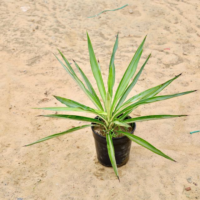 Silver Yucca Plant In 6 inch Nursery Pot