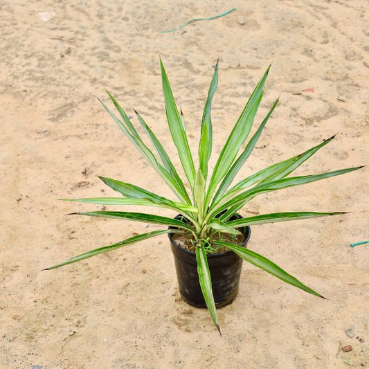 Silver Yucca Plant In 6 inch Nursery Pot