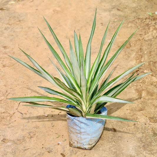 Silver Yucca plant with long green leaves on a beige background Buy Online Plants in Gurgaon: Free Next-Day Delivery