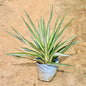 Silver Yucca plant with long green leaves on a beige background Buy Online Plants in Gurgaon: Free Next-Day Delivery