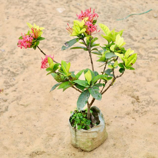 Singapore Ixora Plant In 7 inch  Nursery Bag