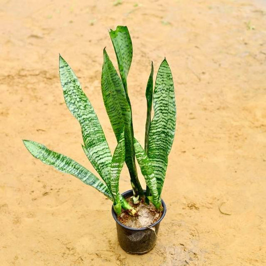Potted snake plant on a sandy surface
