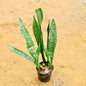 Potted snake plant on a sandy surface
