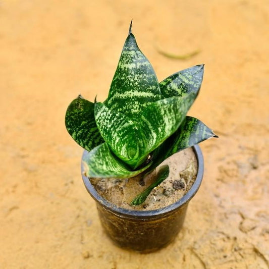 Potted plant with green and white striped leaves on a beige background