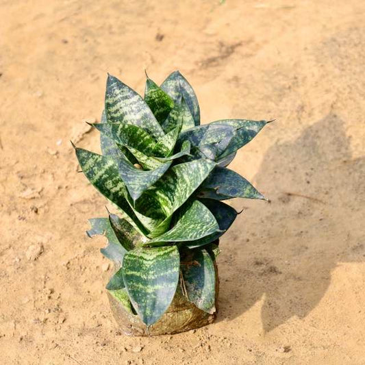 Snake plant with green leaves on a sandy surface Buy Online Plants in Gurgaon: Free Next-Day Delivery