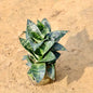 Snake plant with green leaves on a sandy surface Buy Online Plants in Gurgaon: Free Next-Day Delivery