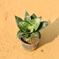 Snake Green In 4 Inch Nursery Pot
