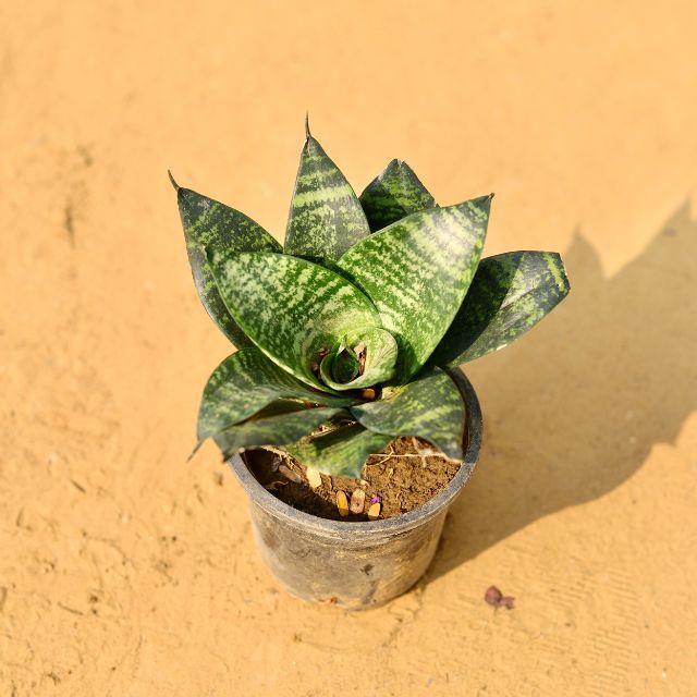 Snake Green In 4 Inch Nursery Pot – Haryali : Apna Plant Store